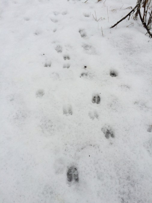 Deer tracks! The Seeds can now positively identify the ungulates who make these 2 toed prints.
